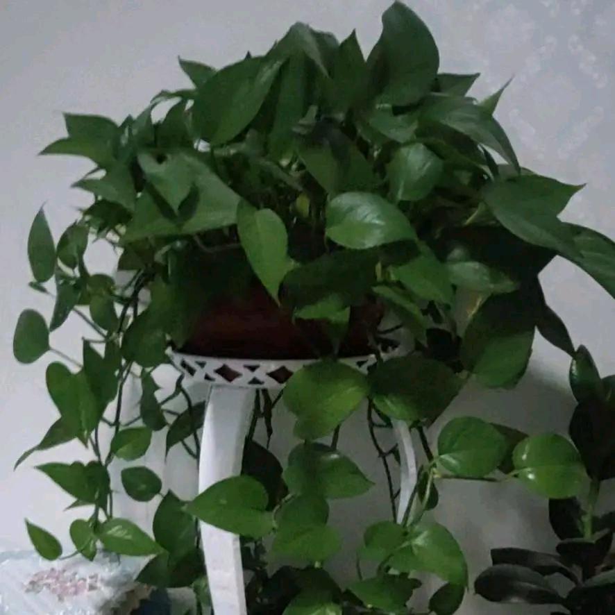 紫西康。修脚房。观音阁。