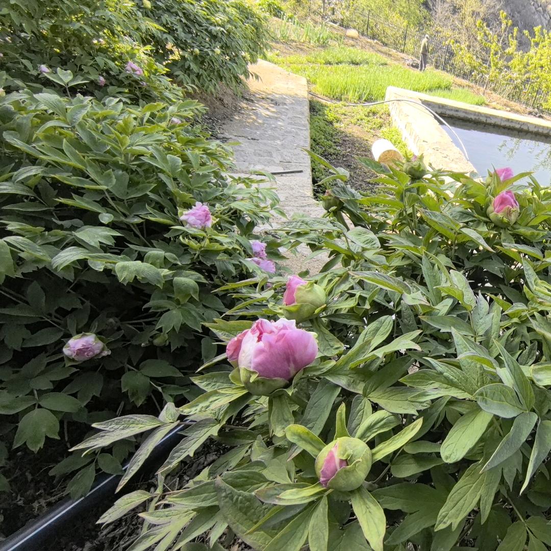 高山流水66