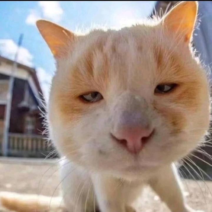 AA恒的（找代理）