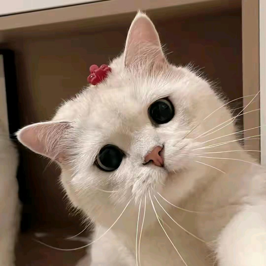 伤感小猫