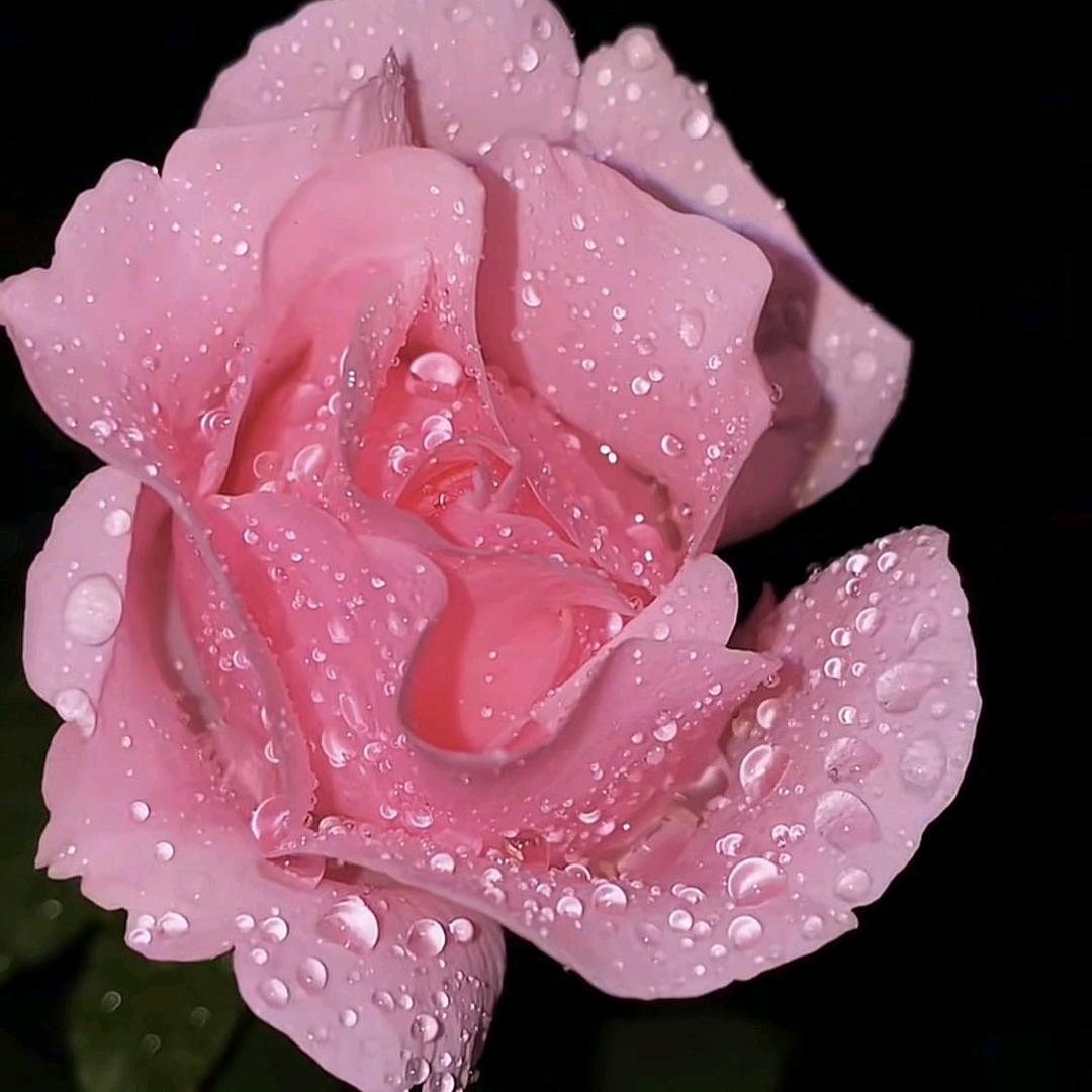 犁雯芳姐