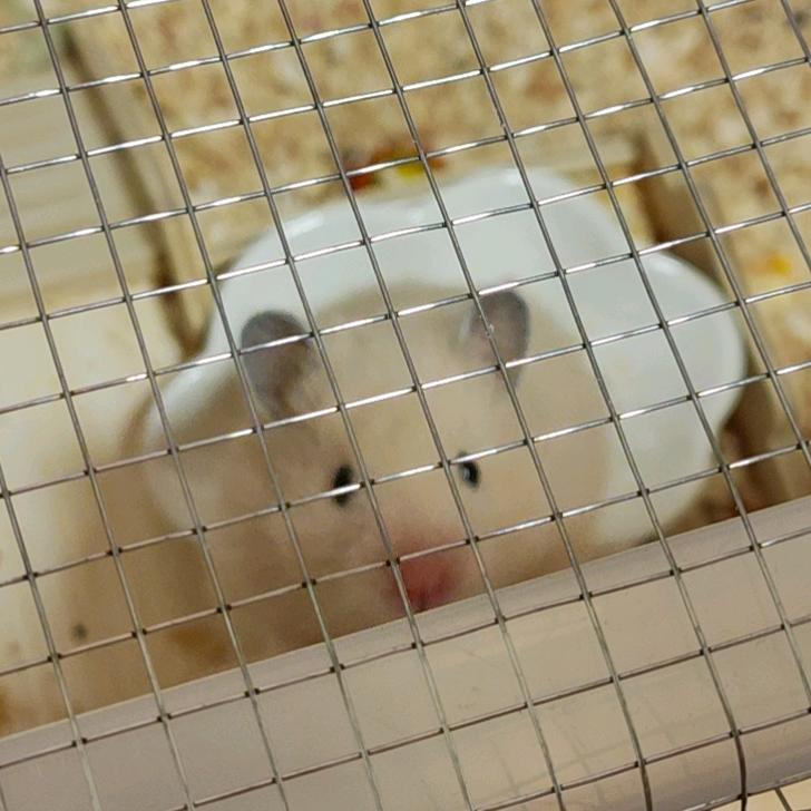 •᷄ࡇ•᷅（蒜泥）