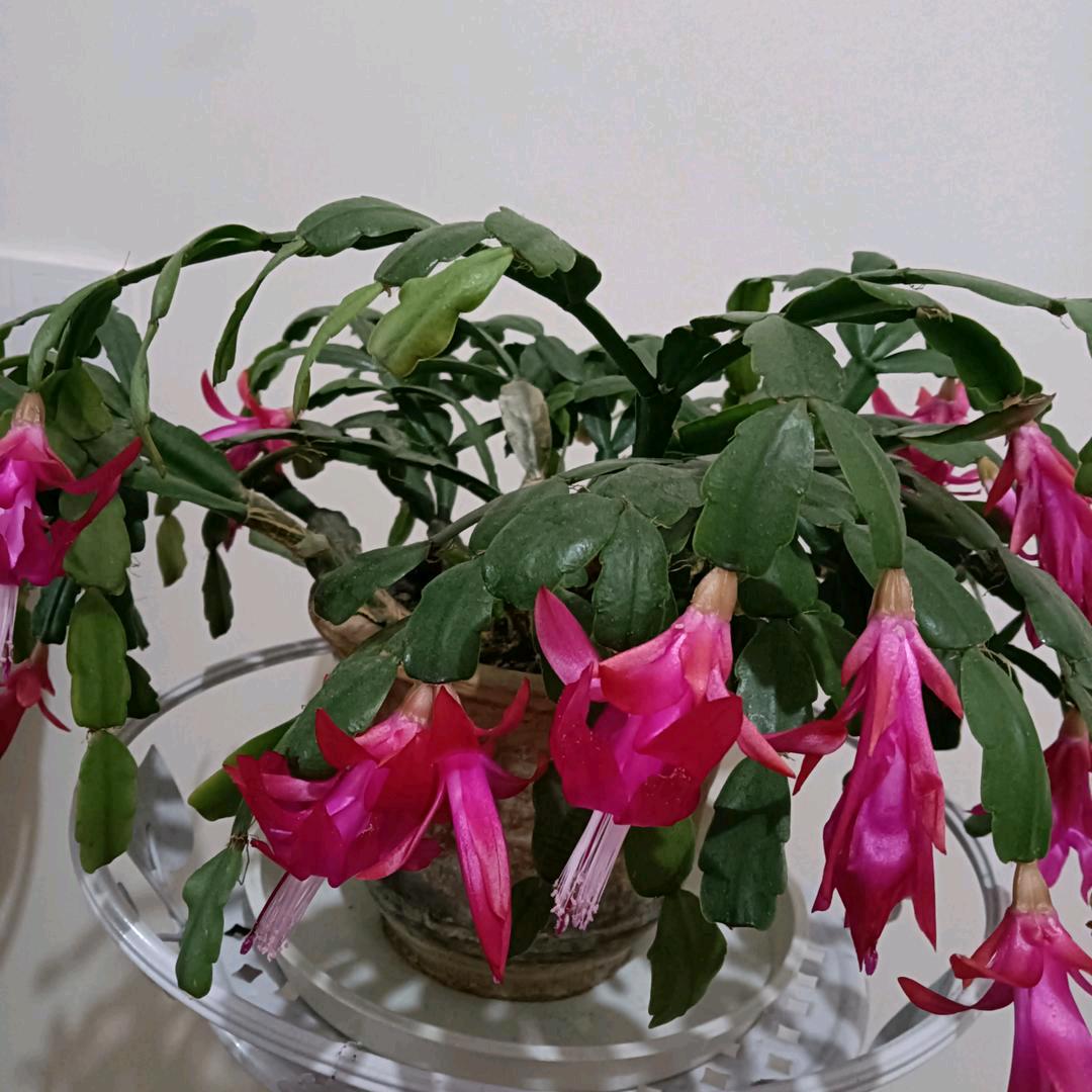 吃钙片的豌豆