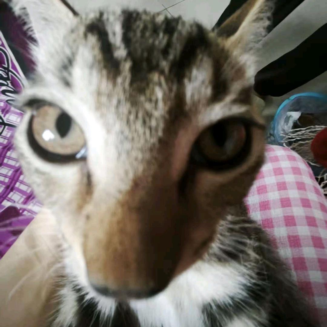 安上蓝莓屁屁的草莓