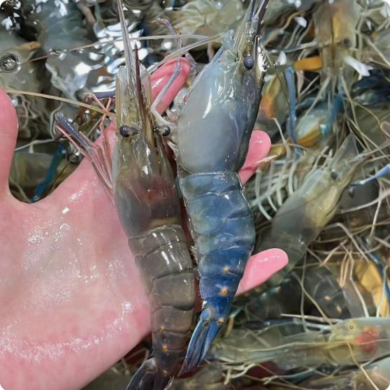 阿汤姐好货猎手