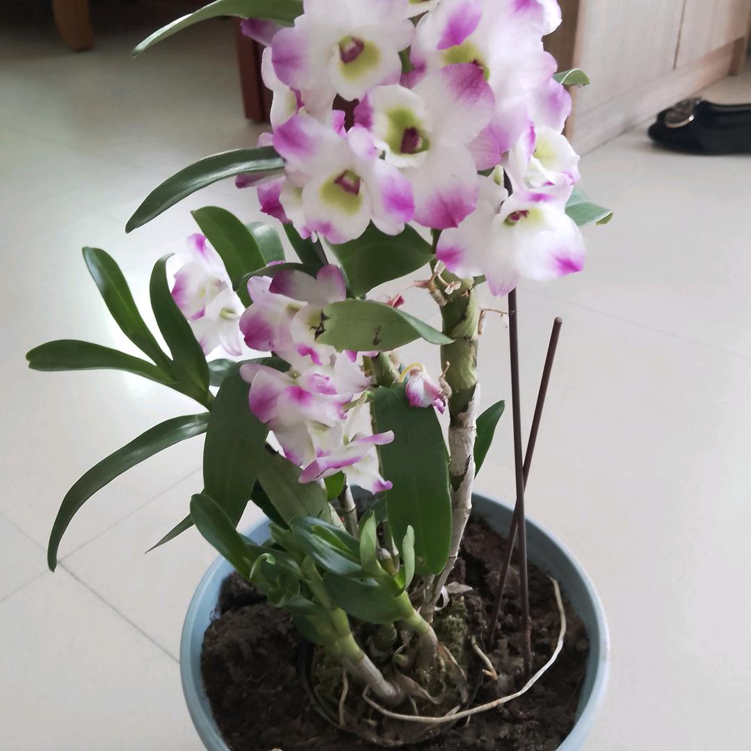枫叶红