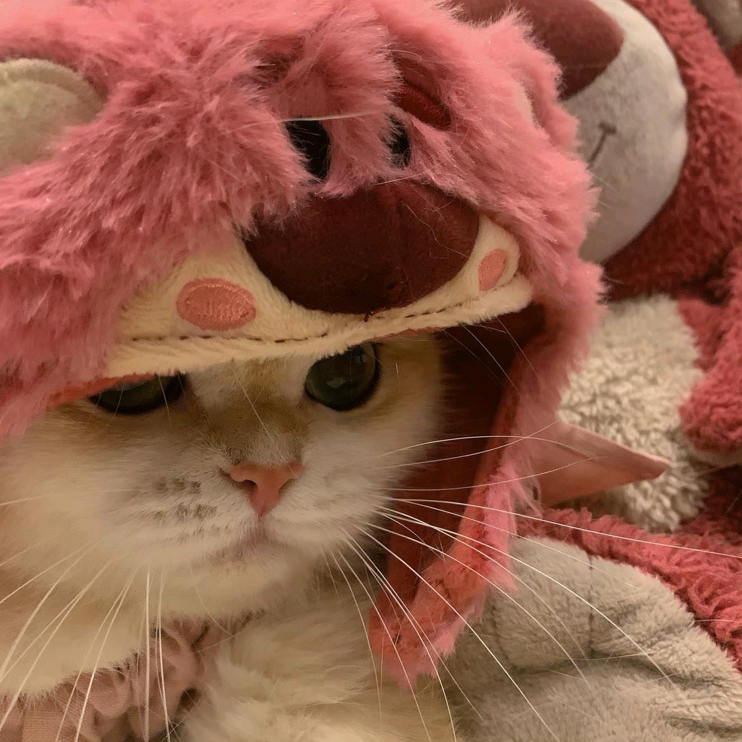 阿久🐯