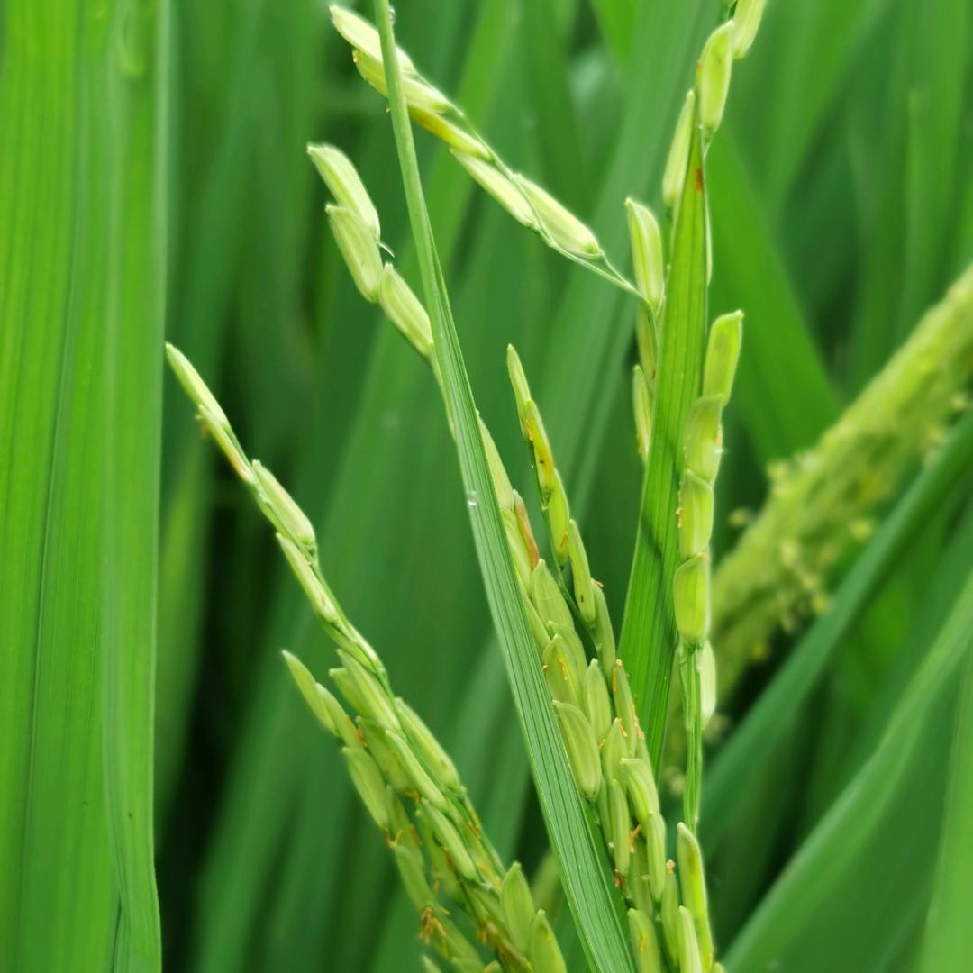 豆芽菜（康宁水上乐园）