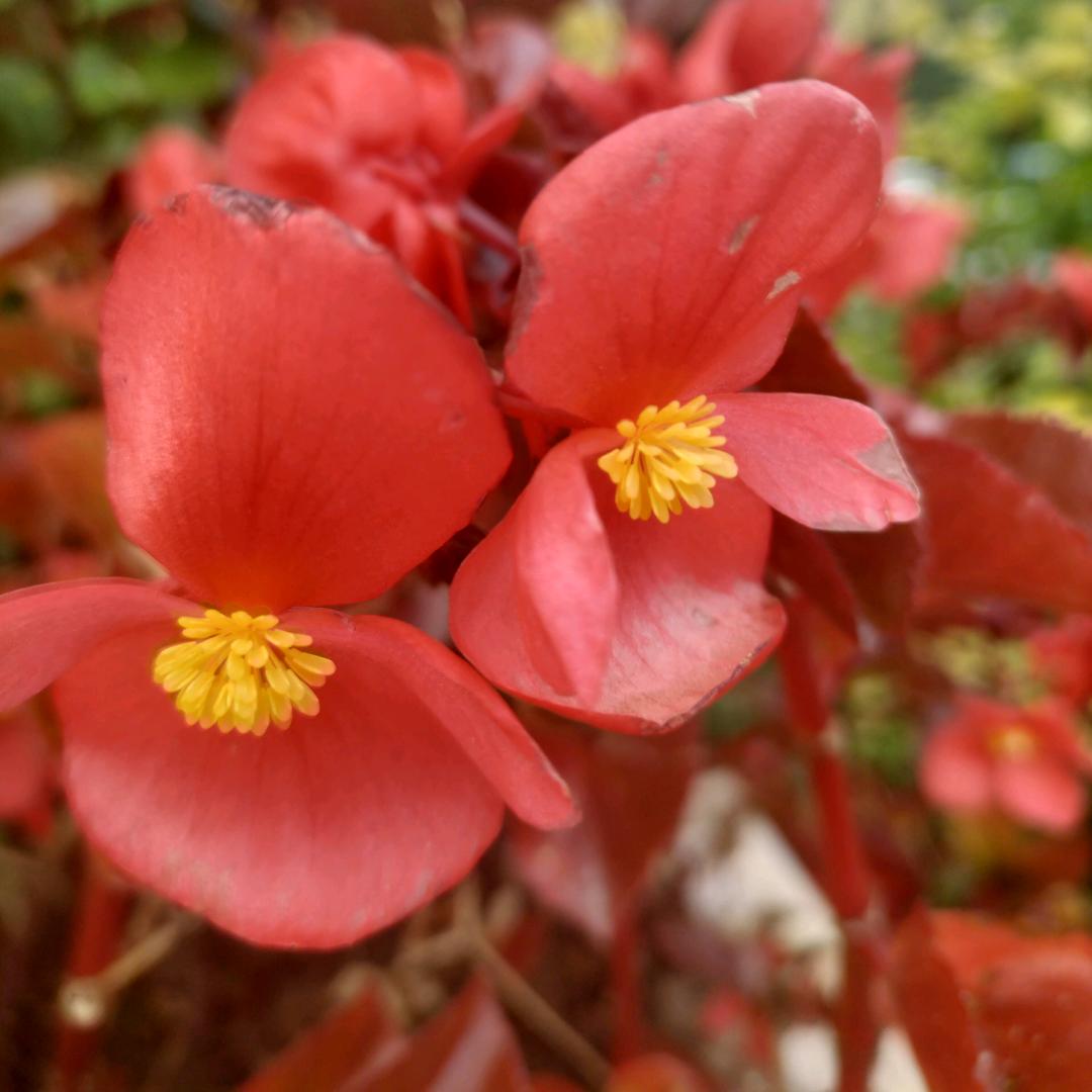春暖花开