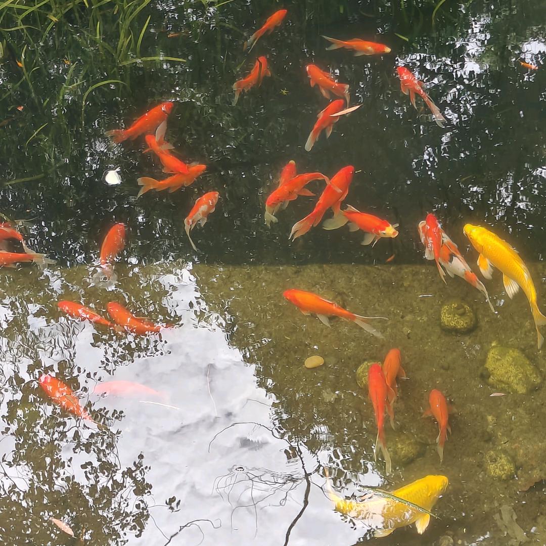 浏河