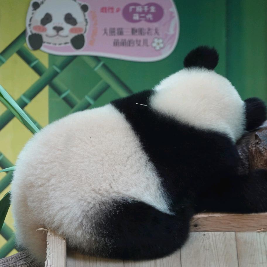 琦琦熊猫
