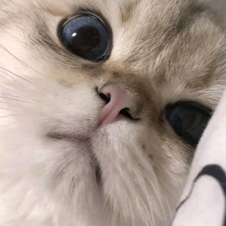 月亮的猫✨