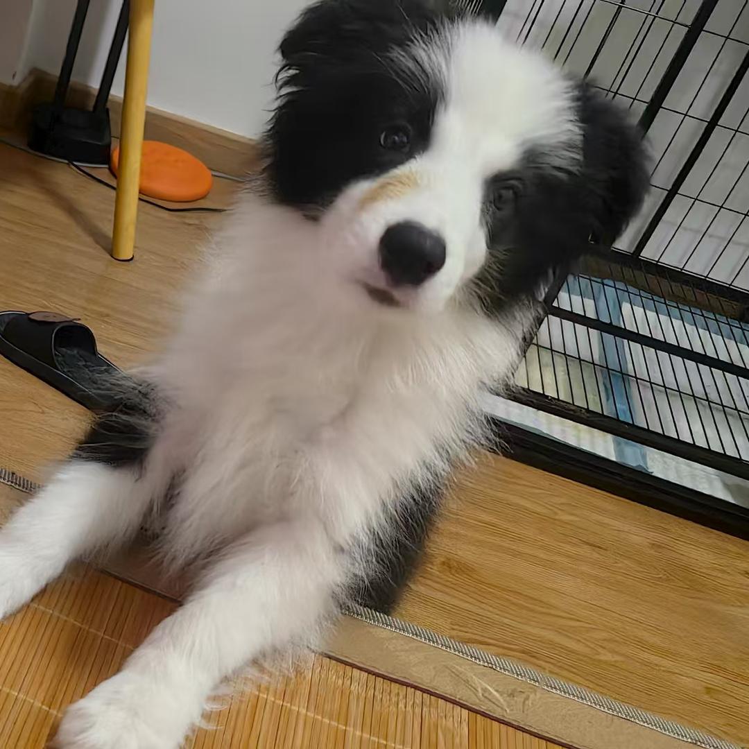 早安，立秋和福崽