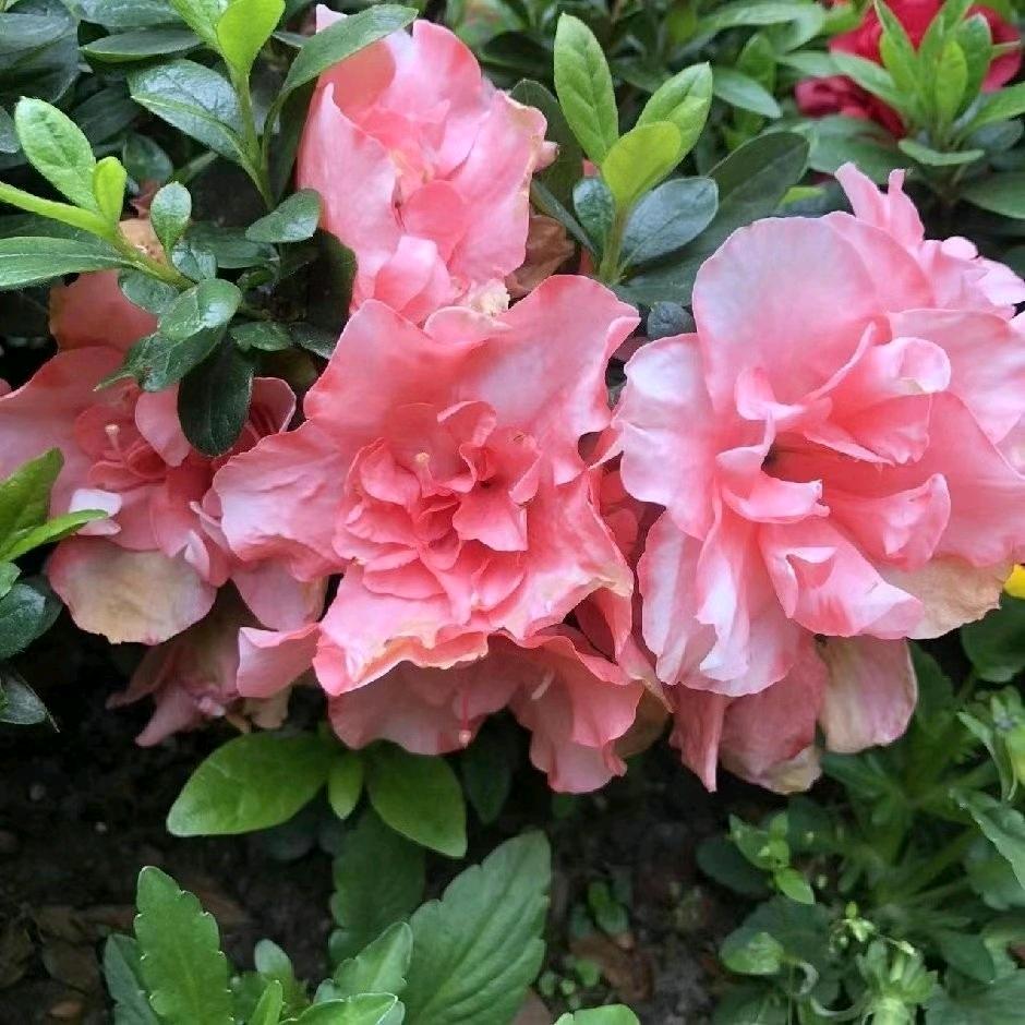 🎋闫之🌴有礼💐