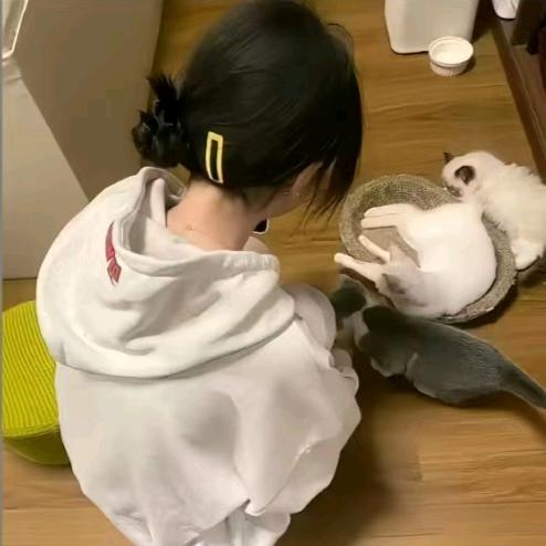 绿豆