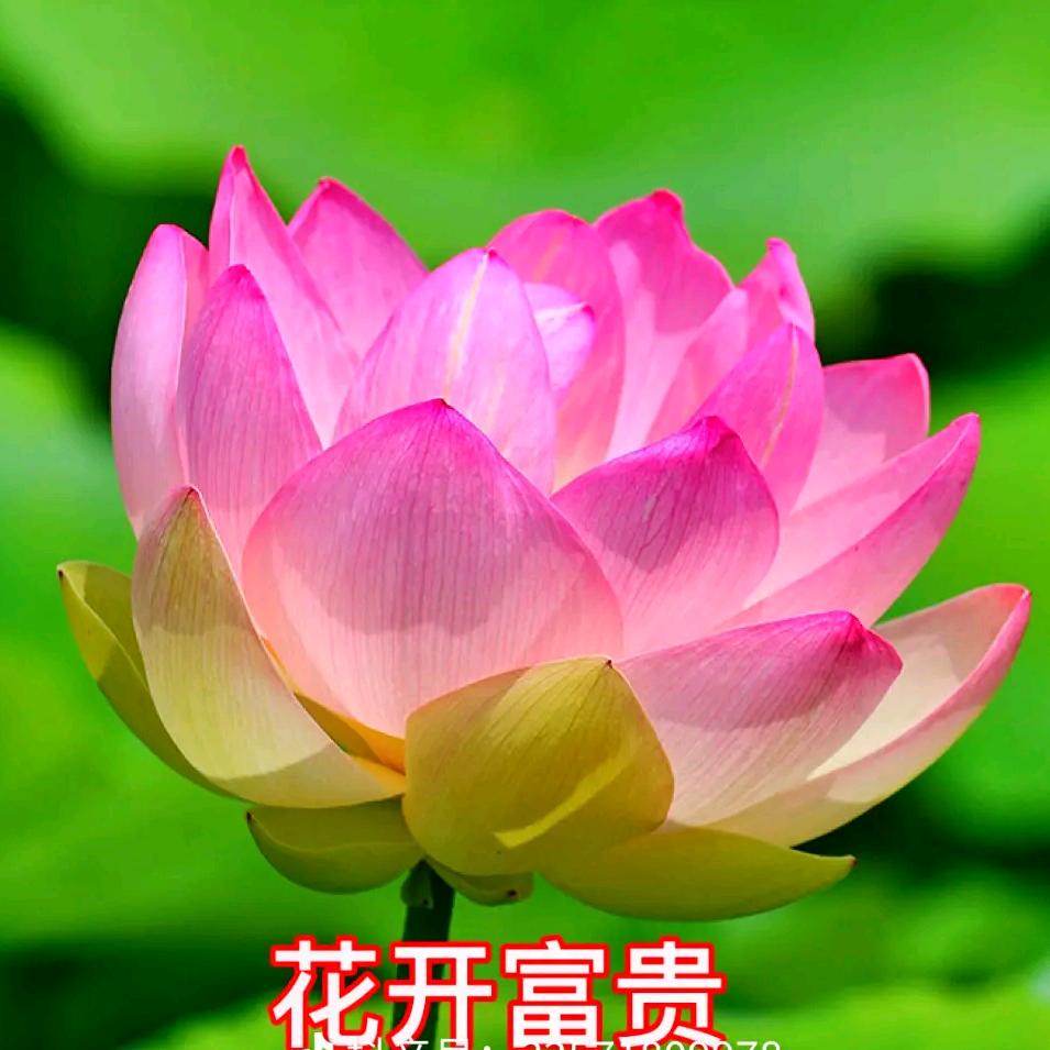 英姐影视短视频