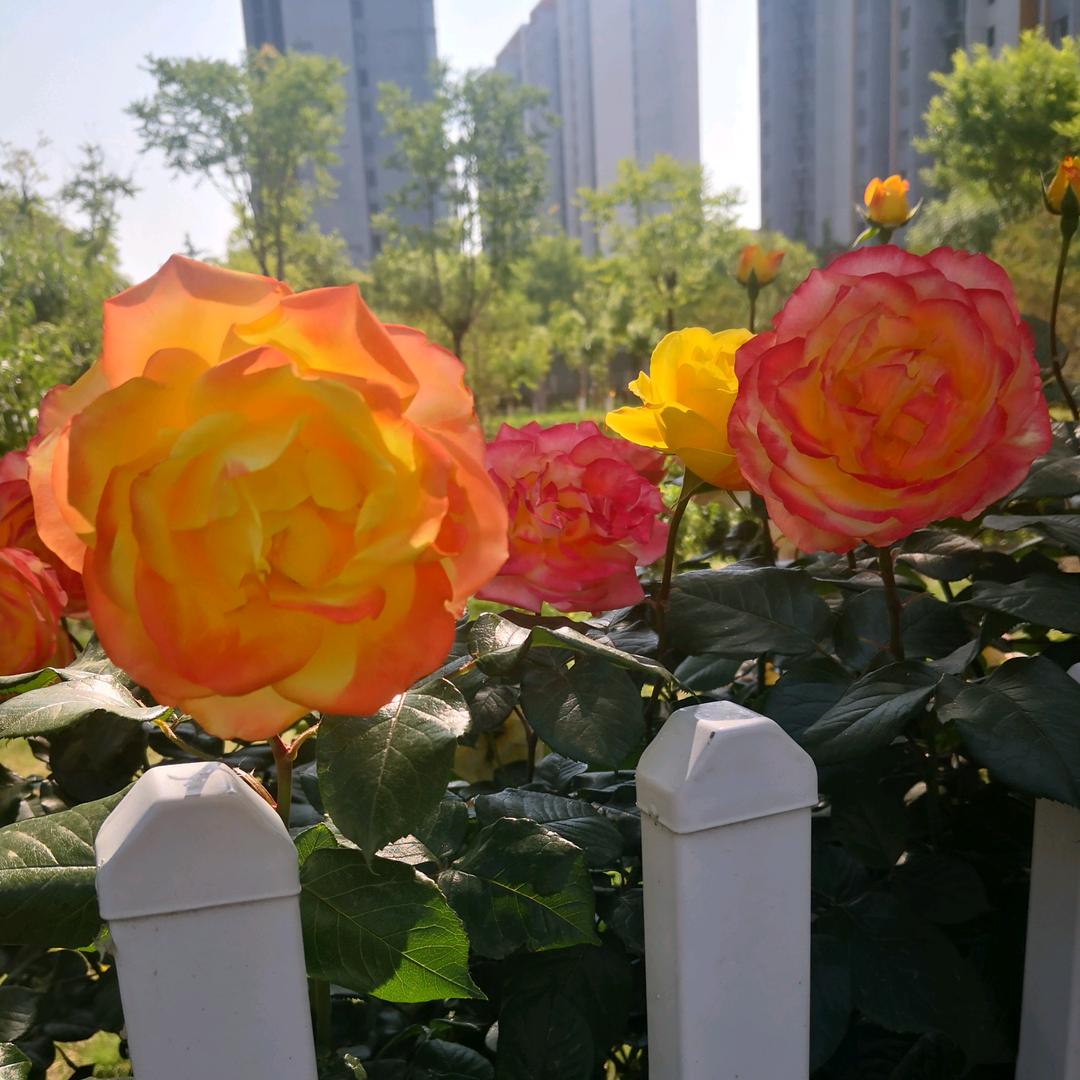 平安喜乐