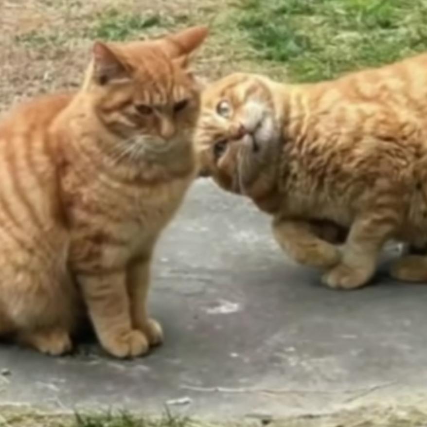 ㅤㅤ              稻米