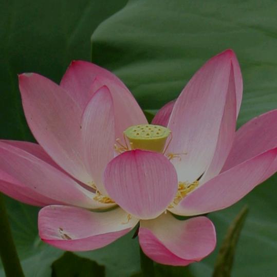 格桑德吉