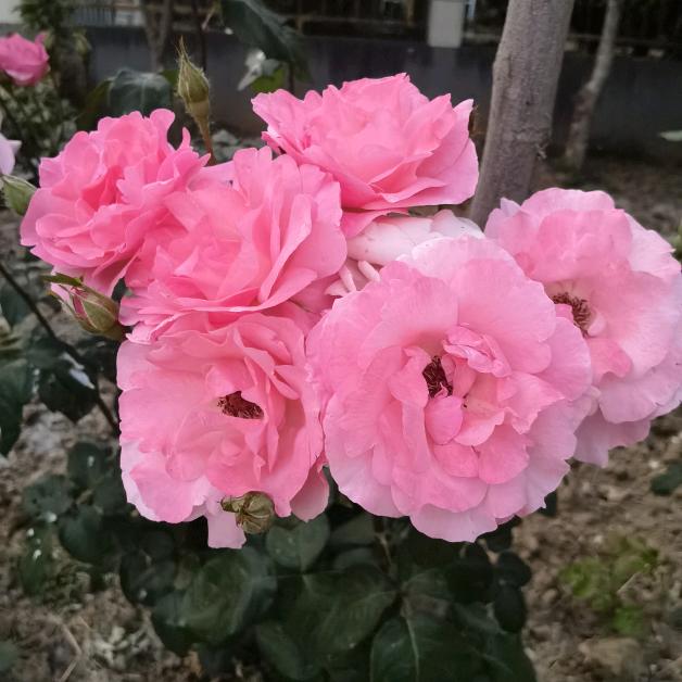 甜美可爱风头像