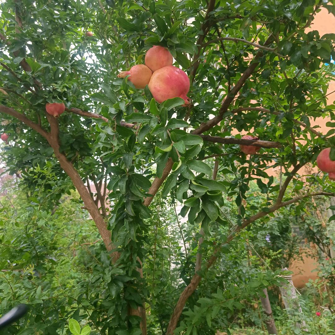 花开富贵7