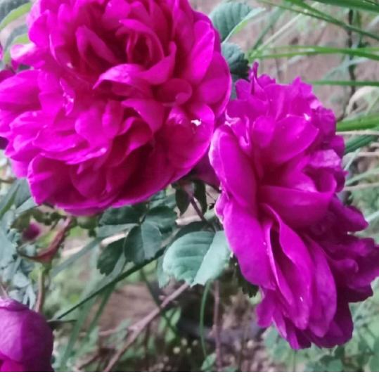 知足常乐🌷
