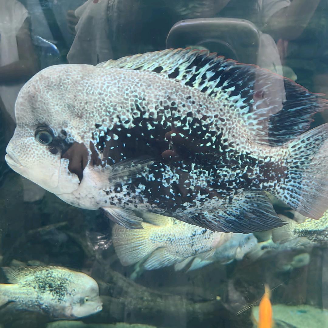 悦己