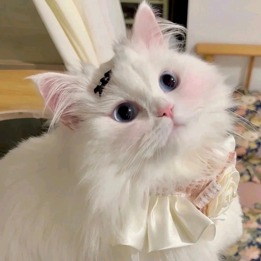 喵小主