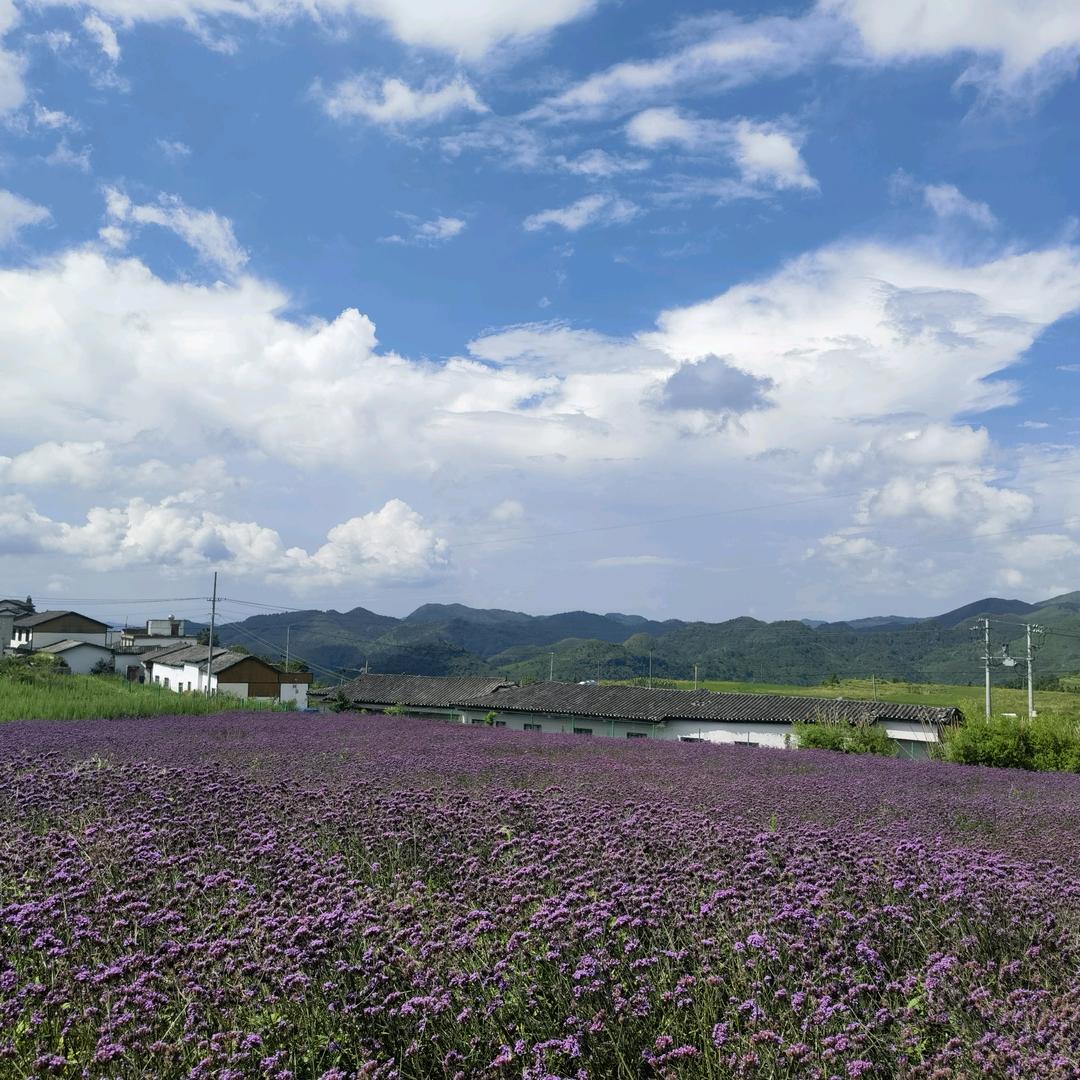 淡泊人生