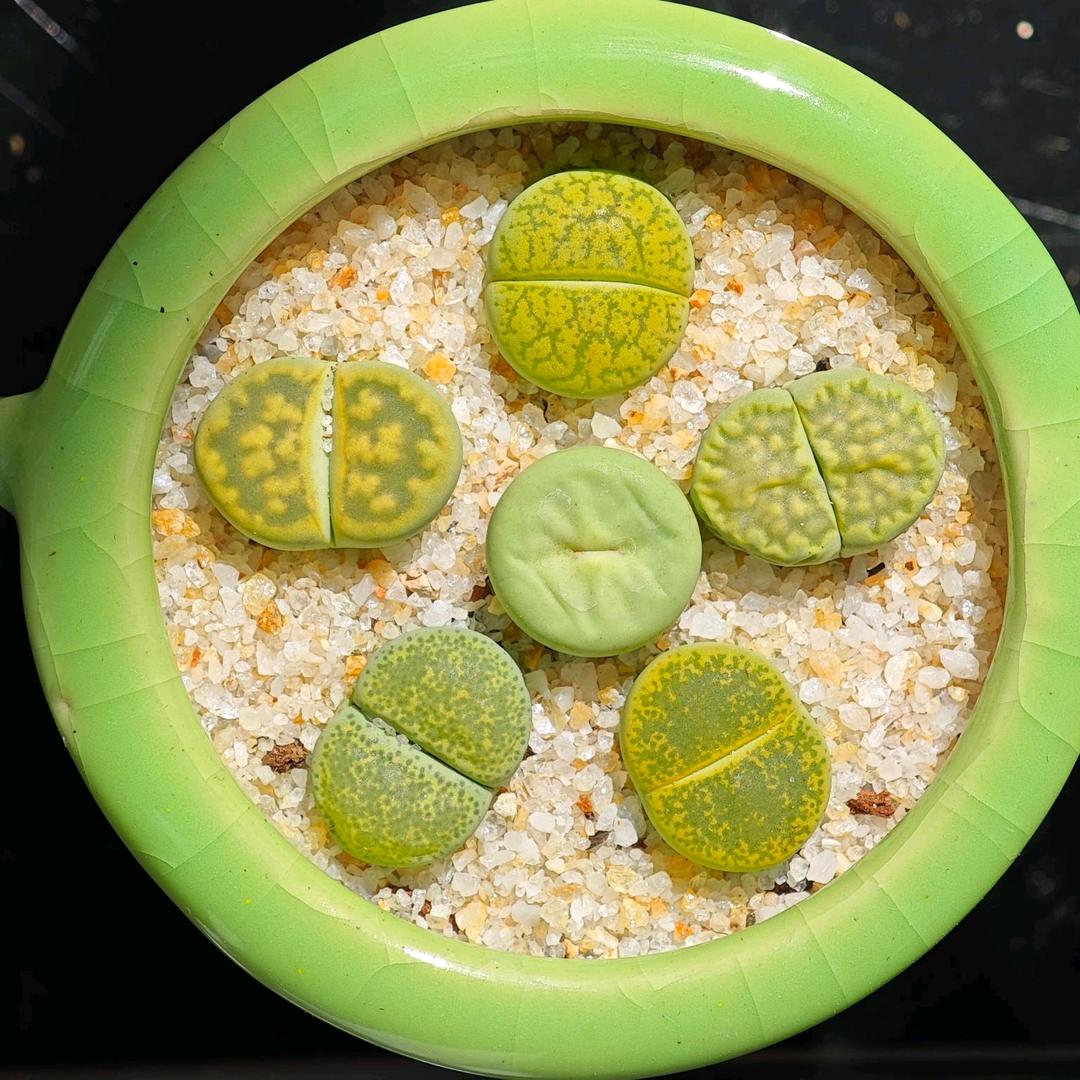 大Joe生石花