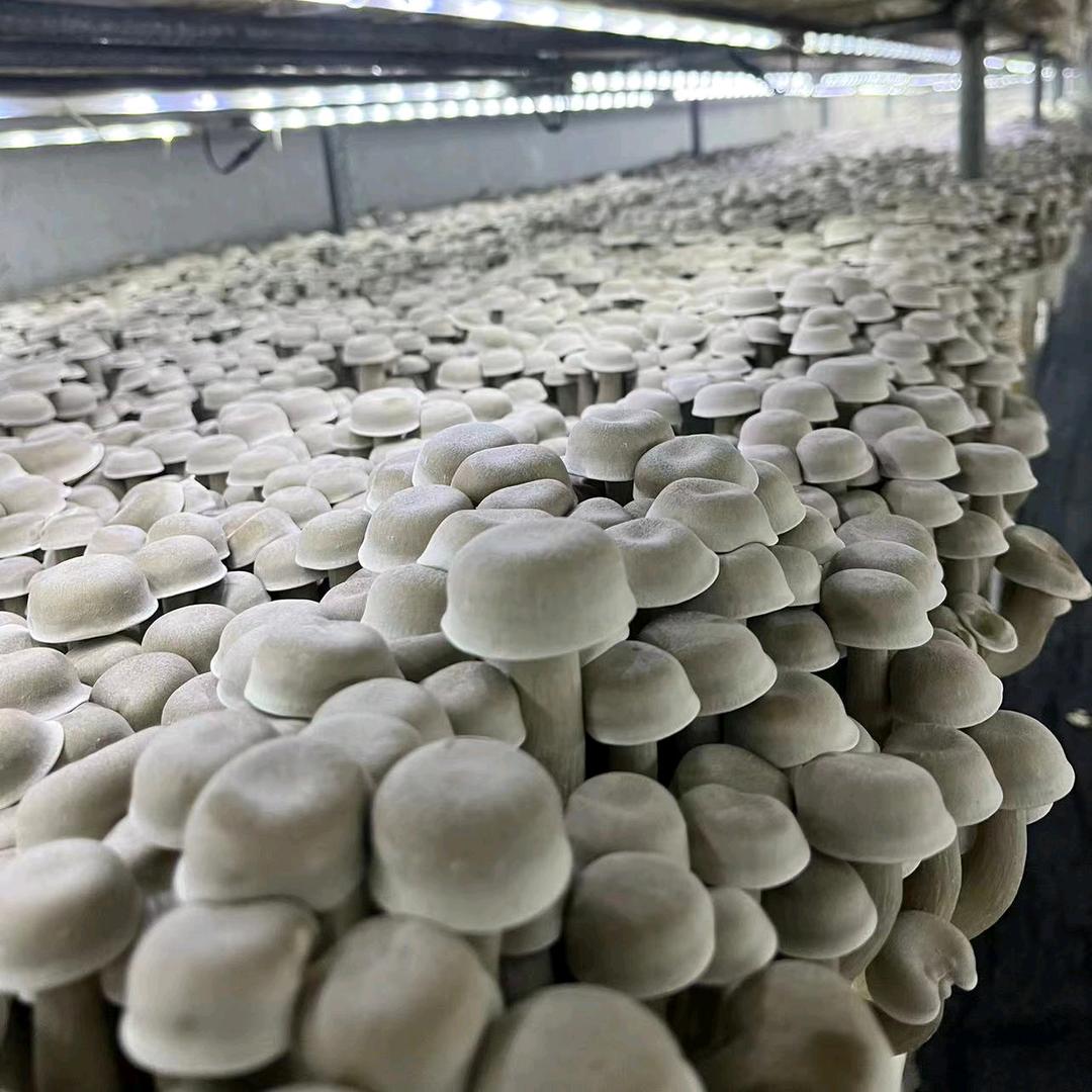 一意菇行
