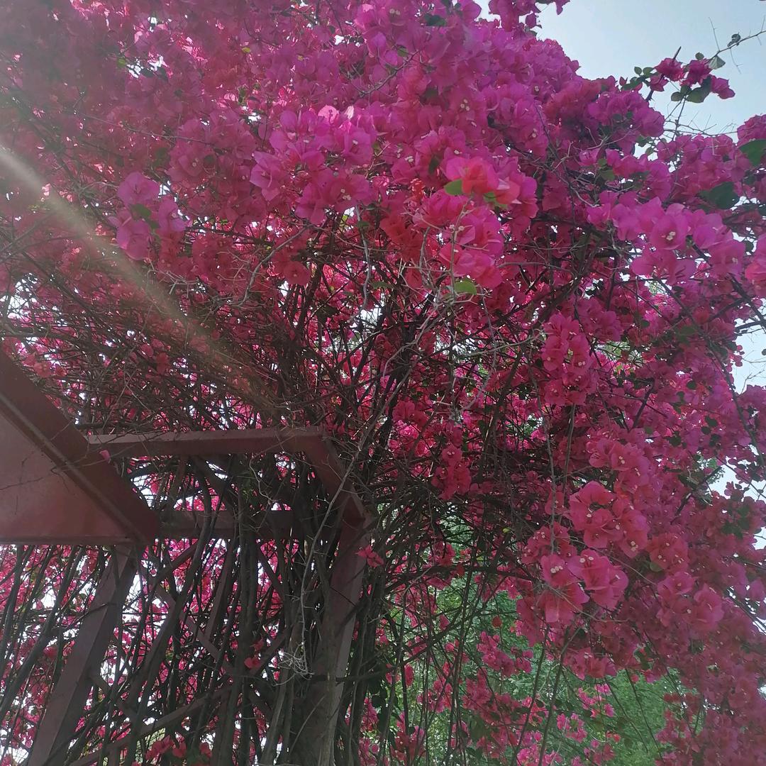平安是福
