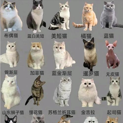 白夜丶猫家