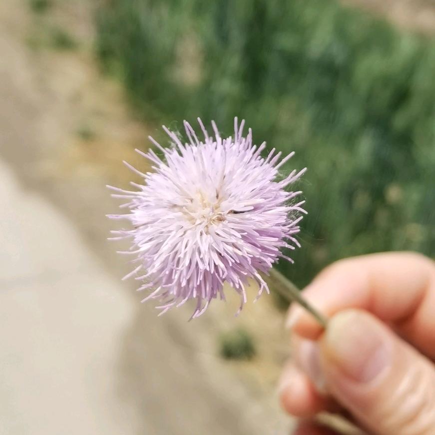 童歌红藏