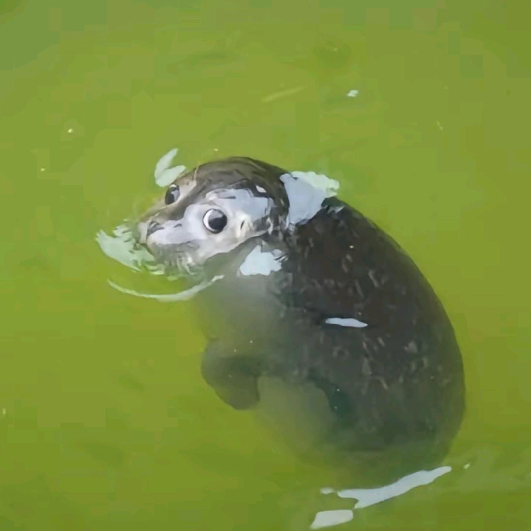 AAA-猪饲料批发花总