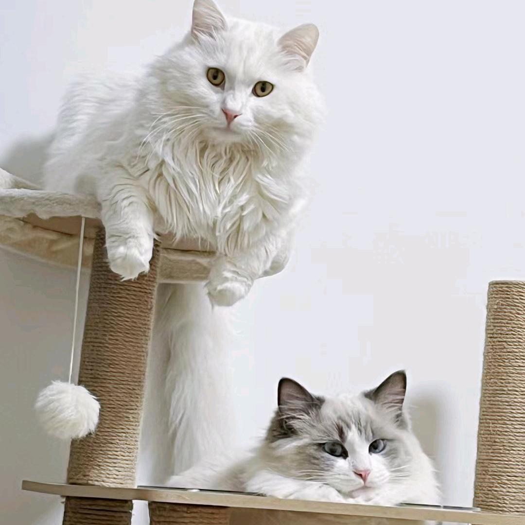 一人俩猫的幸福生活