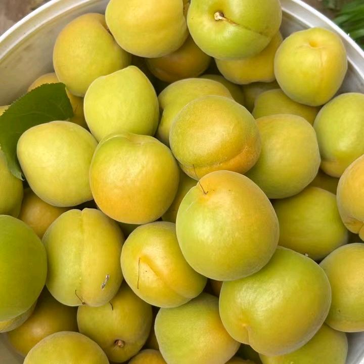 阿娇水果店～杏子季