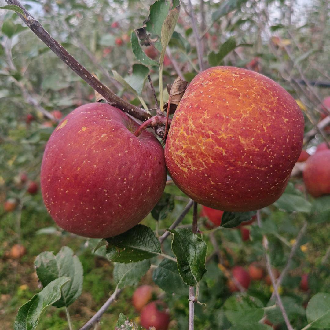 大凉山苹果园