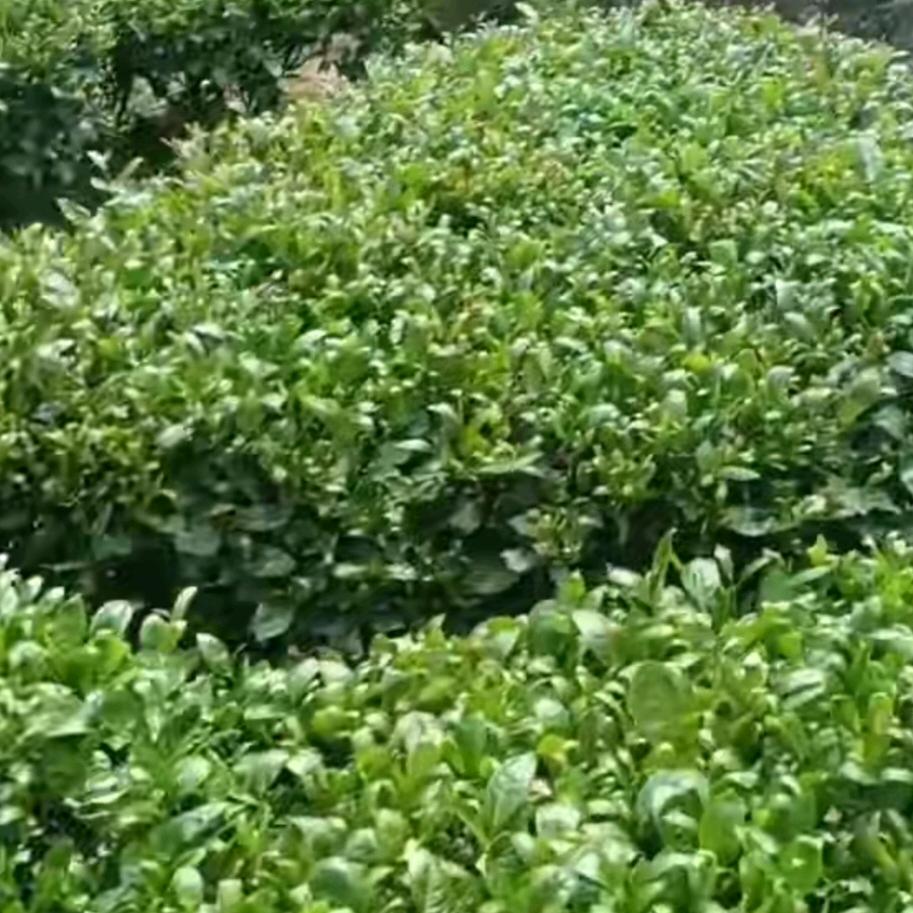 卖茶者佛手铁观音