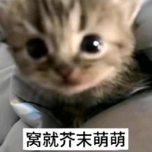 赚钱养小猫ʢ><ʡ