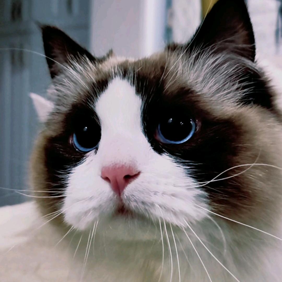 小猪咪~布丁