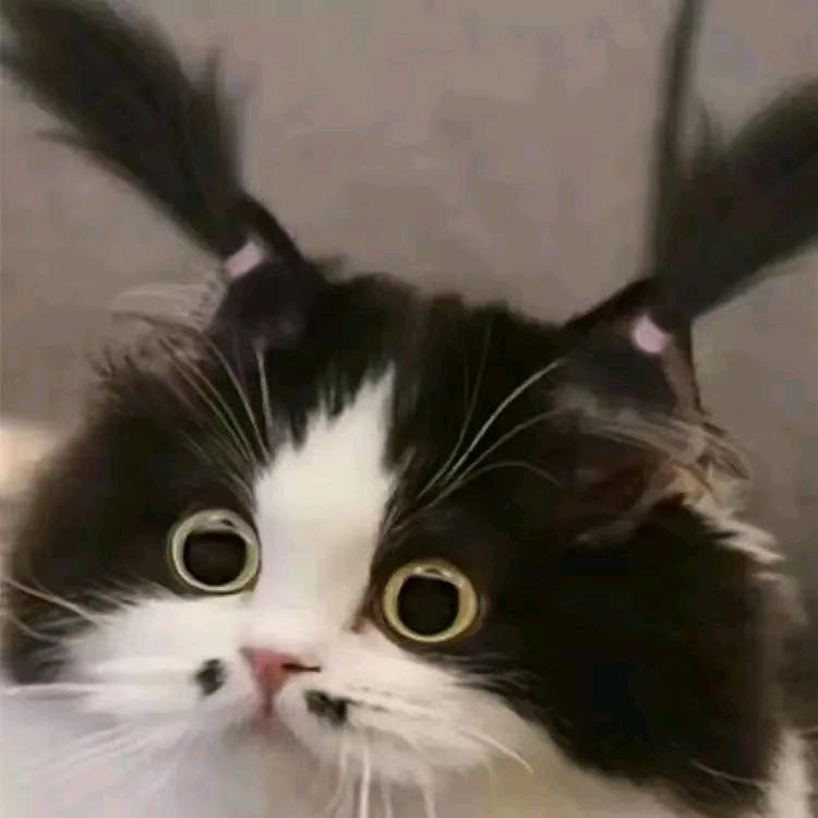 呆呆的成长日记