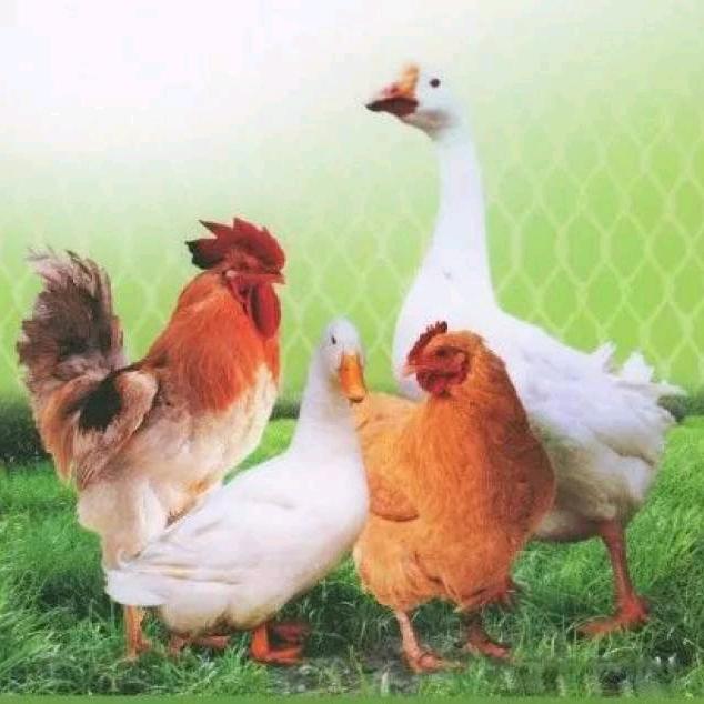 亚亚养鸡🐔技术