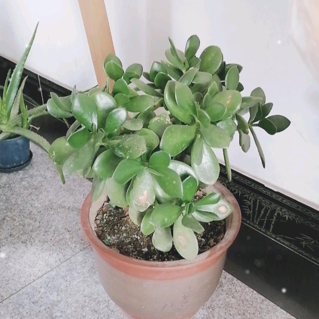 森林