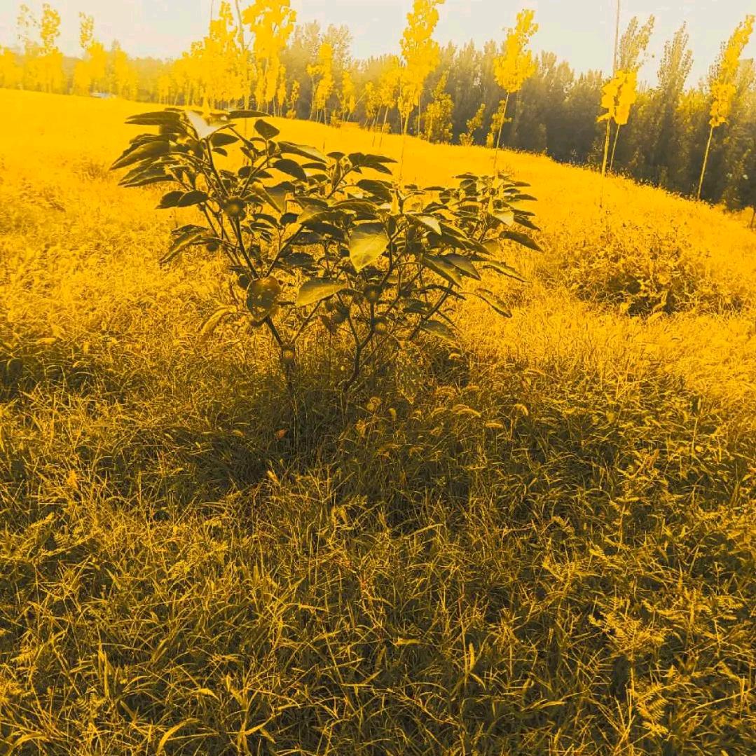 陌陌