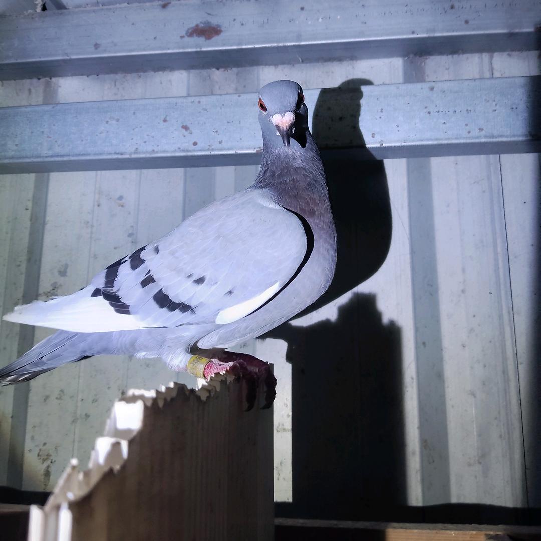 钱是男儿魂