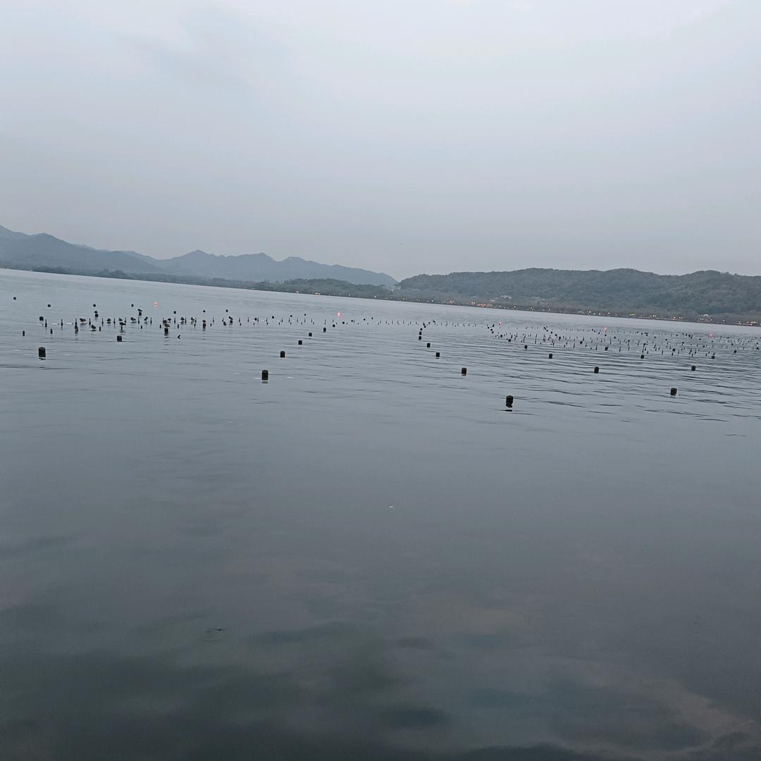 羊