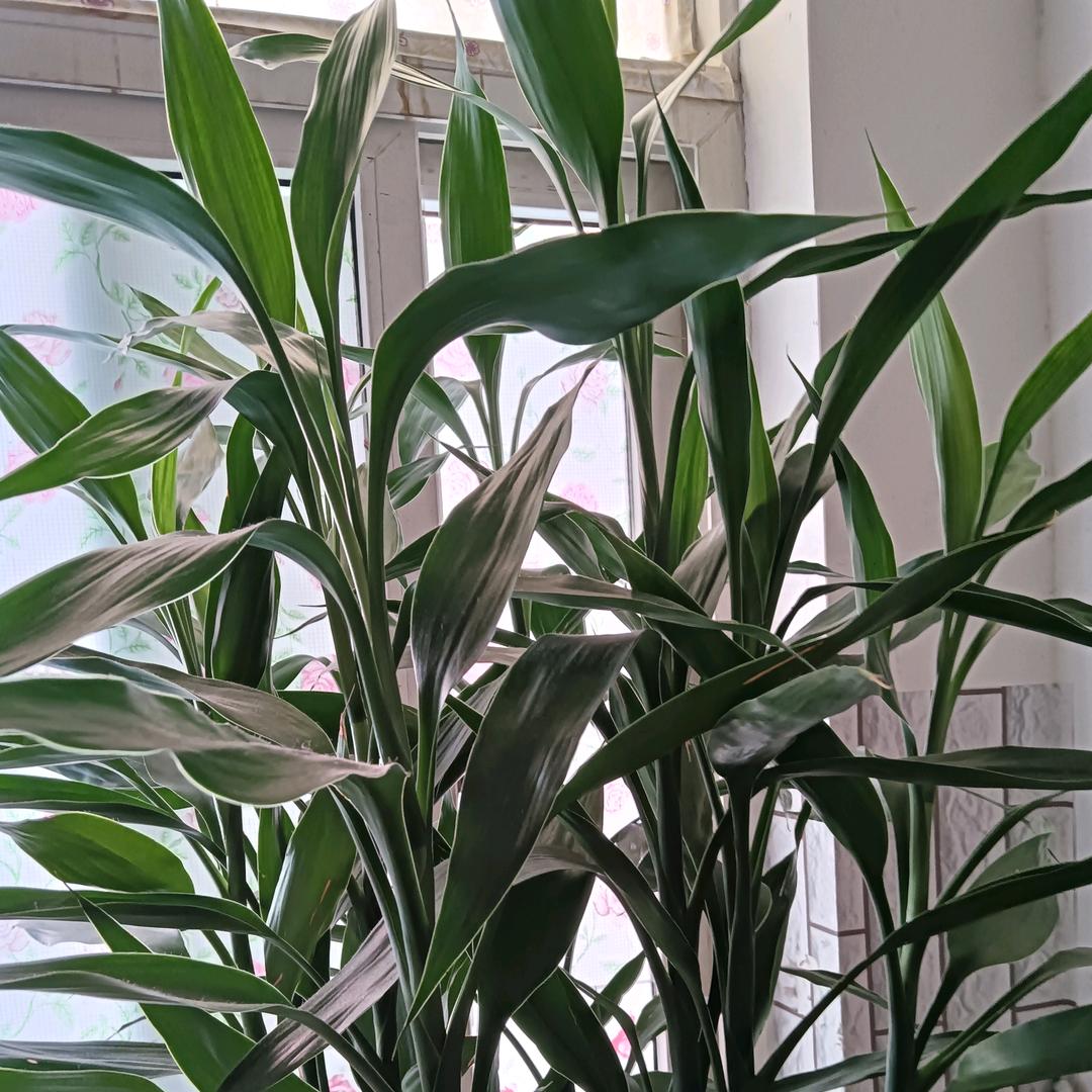 平平安安