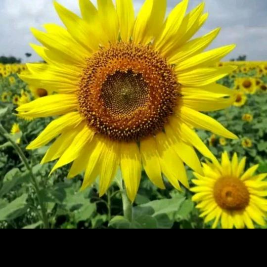 我喜欢的人有没有出现