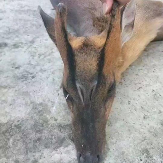 神秘人